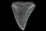 Serrated, Fossil Great White Shark Tooth #66753-1